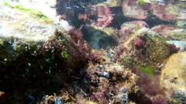 Karadeniz sualtı görüntüleri, littoral bölgede dalış, taşlar üzerinde zengin yeşil yosun ve sabahın erken saatlerinde kristal berraklığında su, Odesa yaz