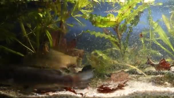 Kanaal meerval, Ictalurus punctatus en Carassius gibelio, Pruisisch karper zwemmen in Europees biotoopaquarium maken een puinhoop onder rijke vegetatie, biotische videobeelden — Stockvideo