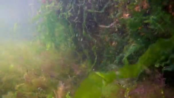 Black sea underwater footage, snorkeling in littoral zone, torn algae and muddy water after storm on early morning, summertime in Odesa — Stock Video