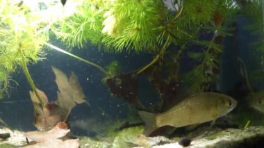 çocuk tatlı su balık gibel sazan, Carassius gibelio Avrupa soğuk su nehir biyotop ekili tank çamurlu suda yüzer, nano akvaryum film görüntüleri