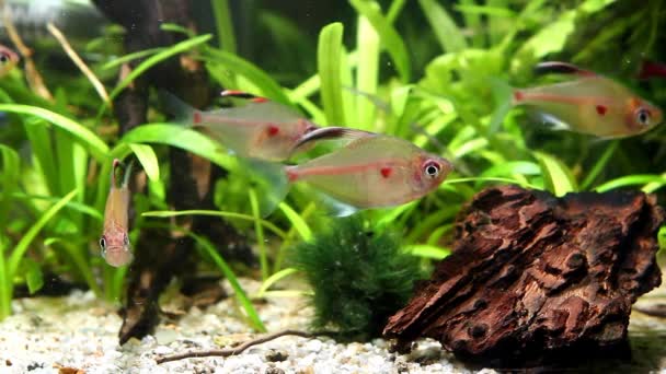 Pacífico e relaxante aquário biótopo de água negra com um cardume de sangue tetra coração, Hyphessobrycon socolofi, peixes de água doce selvagem de Barcelos, Rio Negro mostram comportamento natural, vídeo subaquático — Vídeo de Stock