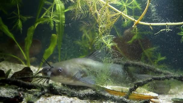 Mladistvé invazivní sladkovodní drančí sumec, Ictalurus punctatus leží na písečném dně v osázené rybí nádrži, bahnité vodě, biotop kohoutkách akvária filmové záběry — Stock video