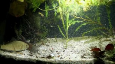 juvenil invaziv tatlı su yırtıcı balık kanalı yayın balığı, Ictalurus punctatus ve Carassius gibelio dikilen balık tankı kum dibinde dinlenme, biyotop soğuk su akvaryumvideo görüntüleri