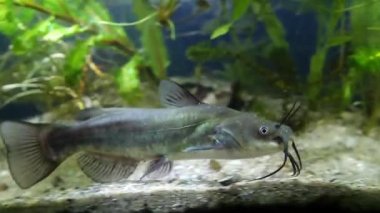 kanal yayın balığı, Ictalurus punctatus, juvenil istilacı tatlı su yırtıcı balık dikilen çamurlu balık tankı ön cam yüzmek, coldwater nehir nano biyotop akvaryum, film 