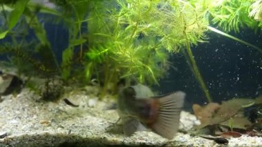 kanal yayın balığı, Ictalurus punctatus, juvenil istilacı tatlı su yırtıcı balık incelikle dikilen çamurlu balık tankı, coldwater nehir nano biyotop akvaryum film görüntüleri yüzmek