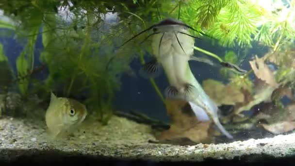 Juveniles invasor agua dulce depredador peces canal bagre, Ictalurus punctatus nada tranquilamente en pecera plantada, agua fangosa, agua fría biotopo acuario película material de archivo — Vídeos de Stock