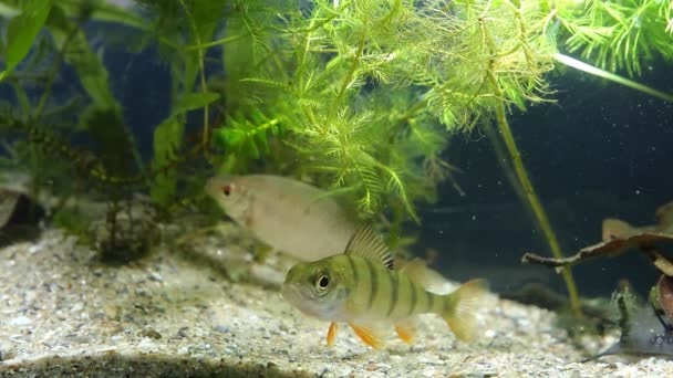 Juvenil europeo perca y adulto europeo amargo, peces de agua dulce nadan en agua fangosa de tanque plantado y ver un renacuajo rana, agua fría río biotopo nano acuario película material de archivo — Vídeo de stock