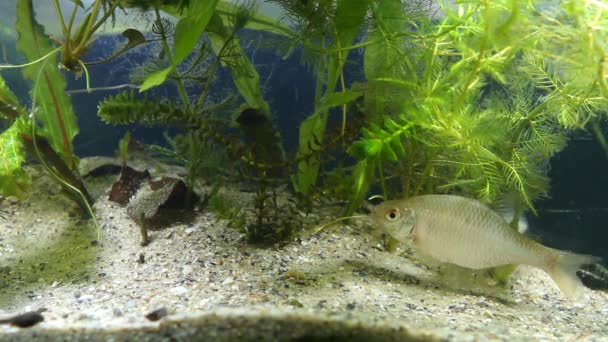 Amargo europeo, Rhodeus amarus, hermosos peces adultos ornamentales nadan en el agua fangosa de un acuario nano de biotopo templado de agua fría, imágenes de películas submarinas — Vídeo de stock