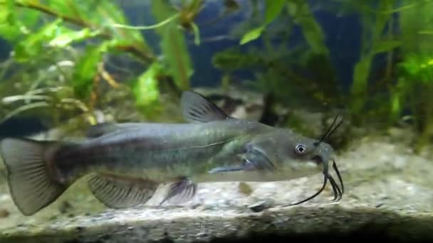 Канал сом, Ictalurus punctatus, молодая инвазивная пресноводная хищная рыба плавает у переднего стекла посаженного мутного аквариума, холодная река нанобиотоп аквариум, кино — стоковое видео