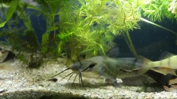 若い淡水魚チャンネルナマズ、イタウルスパンクタス、ヨーロッパのパーチとプロイセンコは、植えられたタンクの泥水で泳ぐ、冷水バイオトープナノ水族館映画映像 — ストック動画