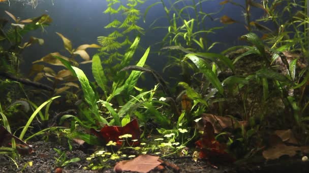 Schattig en kleurrijke Endler Guppy vis, Poecilia wingei, zoetwateraquarium vis, mannetjes in paai kleuring en vrouwtjes, hofschap, ontspannen natuur aquarium — Stockvideo