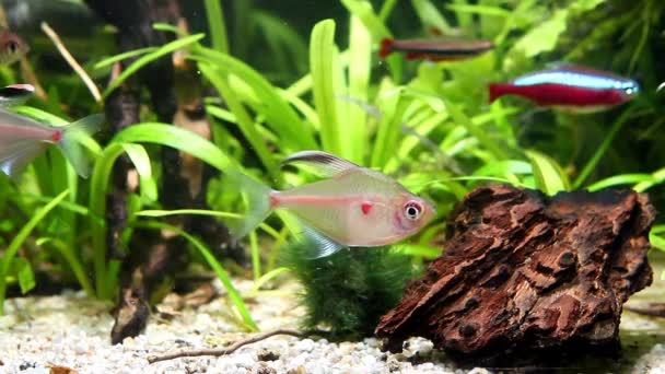 Banco de tetra corazón sangrante joven y saludable, Hyphessobrycon socolofi, peces de agua dulce silvestres de Barcelos, Río Negro muestran comportamiento natural en acuario de agua negra biotopo, video submarino — Vídeo de stock