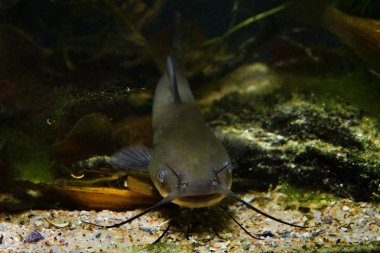 baş, barbels ve soğuk su rezervuar biyotop balık akvaryumu ictalurus punctatus bir çocuk tehlikeli tatlı su yırtıcı kanal yayın balığı, Ictalurus punctatus büyük ağız