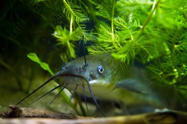 Baş, ağız ve bir çocuk tehlikeli istilacı tatlı su yırtıcı kanal yayın balığı barbels, Ictalurus punctatus özenle Avrupa soğuk su biyotop akvaryum da bakmak