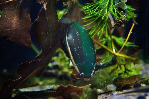 偉大なダイビングカブトムシ ダイティスカス周辺 密なホーンワート植生で獲物を探す雄 ヨーロッパの適度な冷水ビオトープ水族館で広く広がる野生の淡水昆虫 — ストック写真