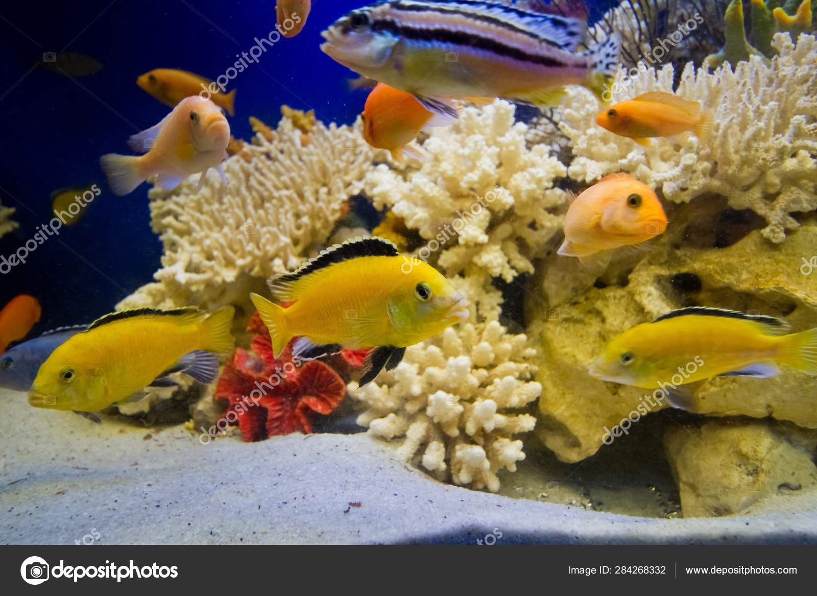 Détail Pseudo Aquarium Marin Lumineux Coloré Avec Coraux Durs Morts image  libre de droit par Valeronio © #284268332