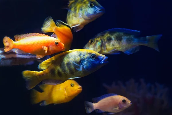 Gruppe Lyse Fargerike Malawiske Ciklider Biotopakvarium Aggressive Sunne Ferskvannsfisk Mørk – stockfoto