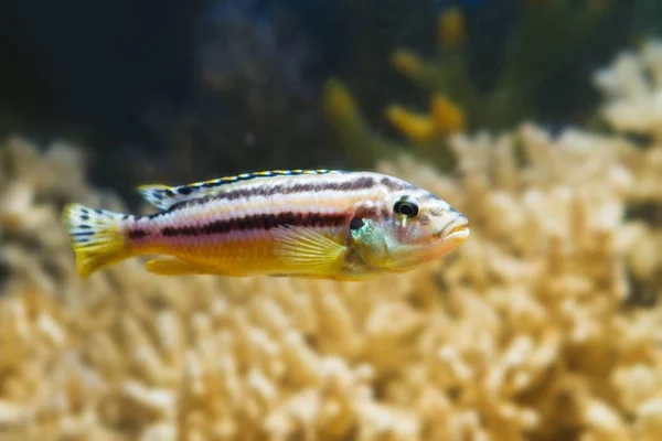 줄무늬 말라위 Mbuna 물고기 멜라노크로미 오라투스 시클리드 배경과 수족관 아름다운 — 스톡 사진