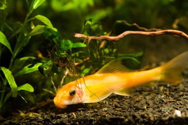 Çin yosun yiyen, Gyrinocheilus aymonieri Sp. altın, karanlık substrat üzerinde garip tatlısu süs balığı, doğa Akvaryumu dominant kadın