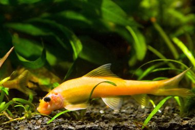 Çin yosun yiyici, Gyrinocheilus aymonieri sp. altın, popüler tatlı su süs balığı döküntü, doğa akvaryumbaskın kadın beslenir