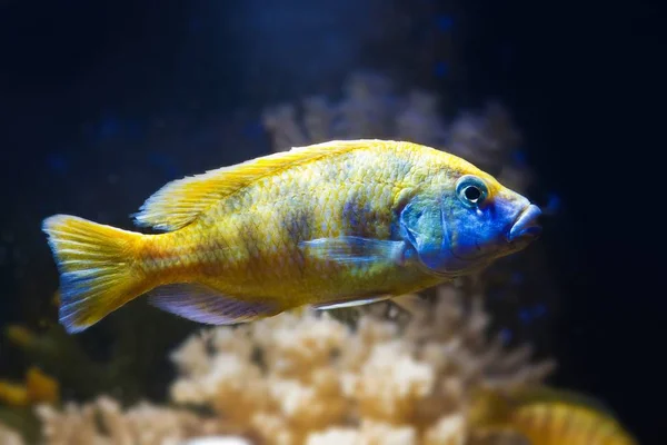 Young Dominant Male Giraffe Hap Cichlid Nimbochromis Venustus Mbuna Fish — Stock Photo, Image