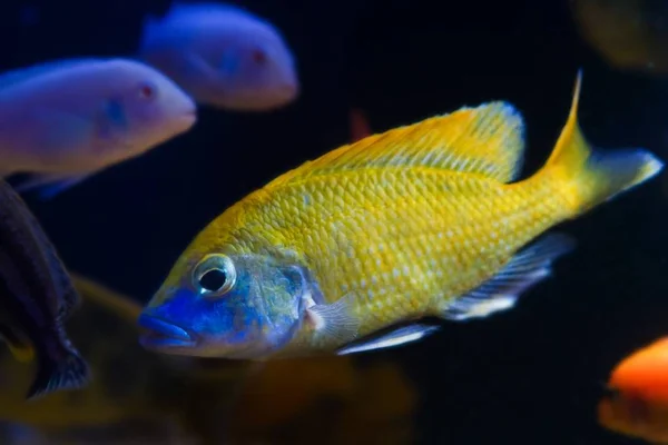 Genç Zürafa Hap Çiklit Nimbochromis Venustus Mbuna Balık Türleri Siyah — Stok fotoğraf