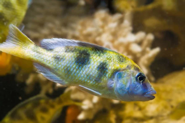 Дорослий Чоловік Жирафів Хацидами Німбохроміс Венустус Mbuna Видів Риб Ендемічних — стокове фото