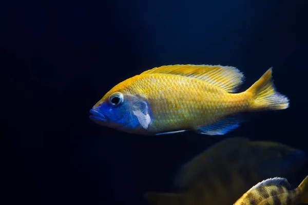 Genç Zürafa Hap Çiklit Nimbochromis Venustus Afrika Rift Gölü Malawi — Stok fotoğraf