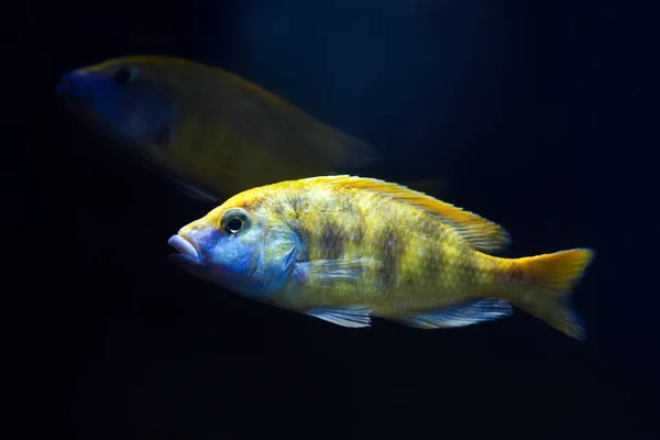 Yetişkin Zürafa Hap Cichlids Bir Çift Nimbochromis Venustus Mbuna Balık — Stok fotoğraf