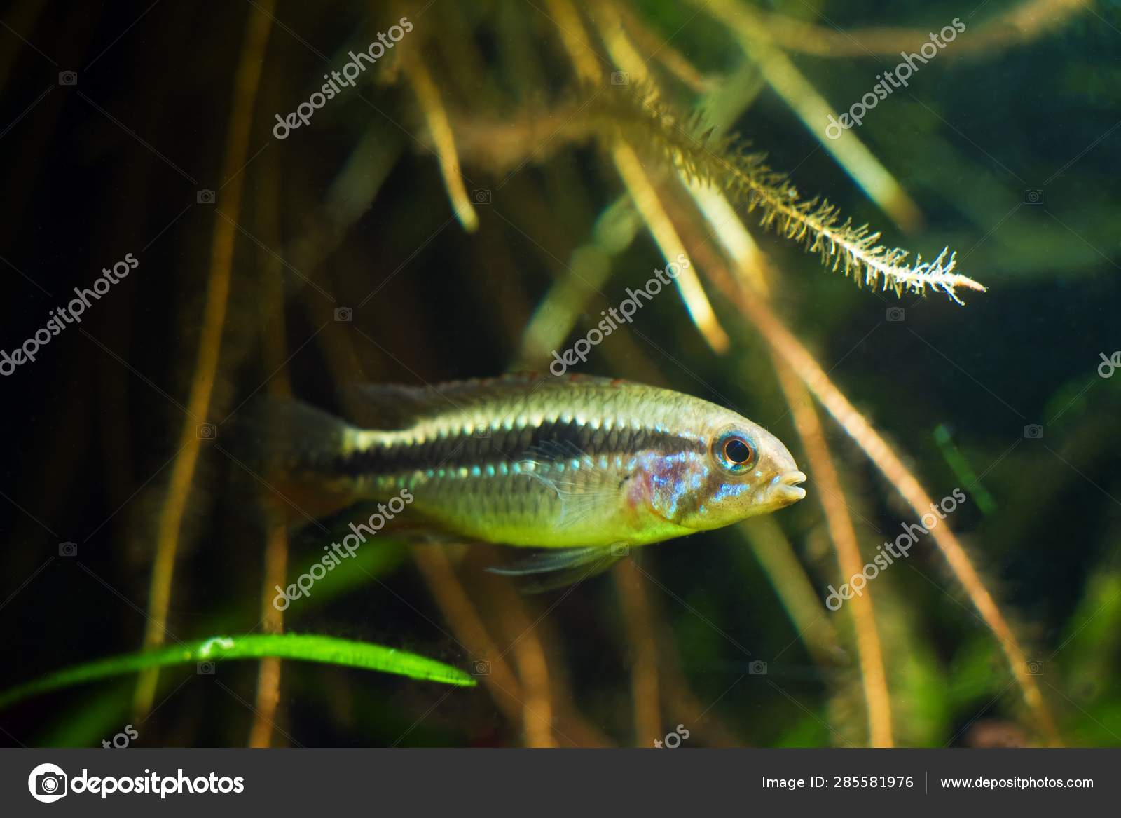 Apistogramma Mendezi Poisson Nain Nain Eau Douce Rare Unique