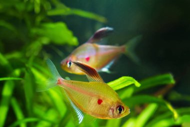 popüler süs Blackwater balık birkaç kalp Tetra, Hyphessobrycon socolofi, Rio Negro, Amazonia kökenli, doğal biyotop akvaryum spawn çift