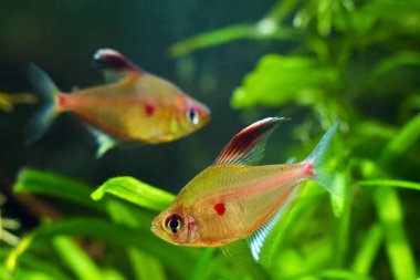 kanayan kalp tetra çift, Hyphessobrycon socolofi, Rio Negro popüler süs karasu balığı, doğal biyotop akvaryumda yumurtlama davranışı göstermek