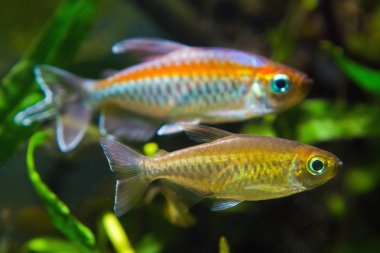 female and male of Congo tetra, Phenacogrammus interruptus, endemic of African Congo river basin, swim in natural biotope aquarium clipart