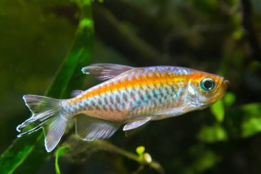 Kongo Tetra, phenacogrammus kesme, Afrika Kongo nehir havzası endemik, sağlıklı ve mükemmel doğal biyotop akvaryum içinde