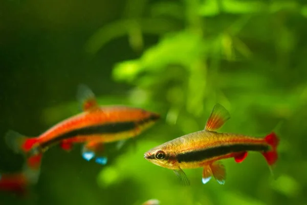 Pincilfish Macho Fêmea Nannostomus Beckfordi Vermelho Peixes Água Negra Ornamentais — Fotografia de Stock