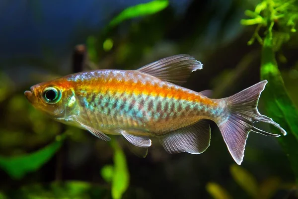 Congo Tetra Phenacogrammus Interruptus Endémica Cuenca Del Río Congo Africano — Foto de Stock