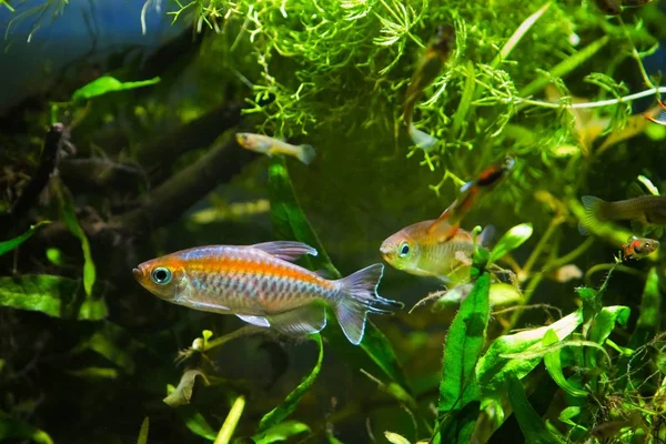 Congo Tetra Phenacoemmus Interruptus Самцы Самки Обитающие Бассейне Центральной Африки — стоковое фото