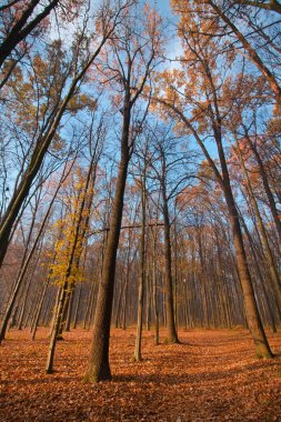 açık mavi Kasım gökyüzünde çıplak ağaçlar, parlak sarı ve turuncu düşmüş yaprakları zemin, gövde gölgeler, güzel sonbahar sisli sabah mevsimsel arka plan üzerinde yol kapağı