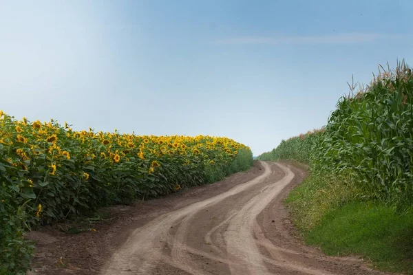 Сільська Дорога Шиномонтажними Коліями Між Полями Соняшнику Кукурудзи Цвітуть Сонячний — стокове фото