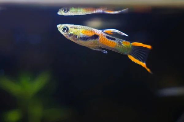 Peces Enanos Acuario Agua Dulce Guppy Endler Poecilia Wingei Macho —  Fotos de Stock