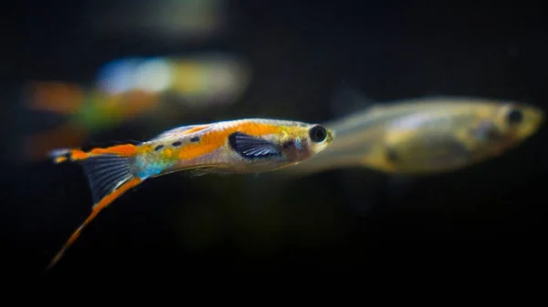 Freshwater Aquarium Dwarf Fish Guppy Endler Poecilia Wingei Bright Adult — Stock Photo, Image