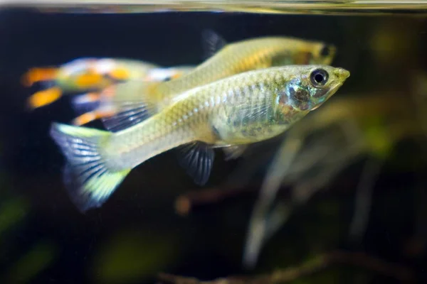 Tatlı Akvaryumu Cüce Balık Guppy Endler Poecilia Wingei Koyu Arka — Stok fotoğraf