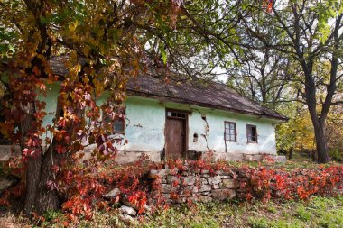 eski ve yıpranmış eski kır evi, ağaçlar ve zemin, ıssızlık ve sonbahar depresyon kavramı üzerinde büyüyen sarmaşık asma ile avlu