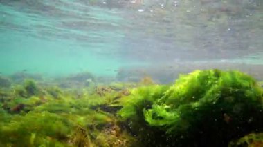 yeşil algler canlı taşlar üzerinde hareket ve genç balık oksijen açısından zengin suda yüzmek, dalga kırma kıyı, güneş ve hava kabarcıkları, karadeniz doğal zengin biyolojik çeşitlilik tuzlu su biyotopkapsar