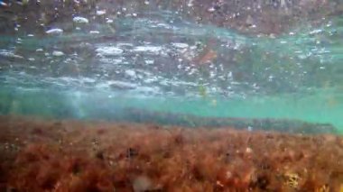 Karadeniz'in supralittoral bölgesinde dalga kırma, sualtı şnorkel görüntüleri, taşlar üzerinde büyüyen kırmızı algler ve küçük yavru balıklar düşük tuzlu tuzlu suda yüzmek, Odesa yaz