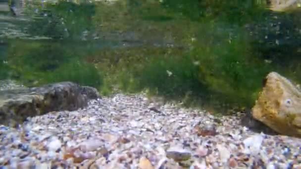 断波区极浅水域，绿藻生长在石头上，夏季丰富的生物多样性在低盐度咸水生物表层的黑海 — 图库视频影像