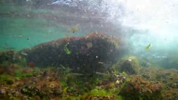 Small juvenile fish swim in oxygen rich water of breaking wave zone, green and red algae grow on stones, natural rich biodiversity saltwater biotope of the black sea, Odesa — Stock Video