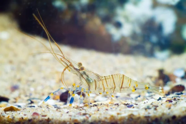 Palaemon Elegans Saltwater Rockpool Shrimp Black Sea Marine Biotope Aquarium — Stock Photo, Image