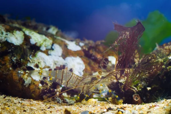 Rockpool Shrimp Palaemon Elegans Saltwater Decapod Crustacean Look Food Its — Stock Photo, Image