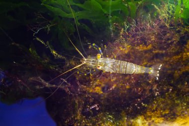 tuzlu su kaya havuzu karides flatlay, Palaemon elegans, Karadeniz deniz biyotop akvaryum littoral bölgesinde yeşil ve kırmızı yosun zengin bitki örtüsü ile kaplı bir taş üzerinde yiyecek arıyor